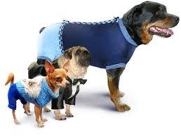 одежда для собак в интернет-магазине